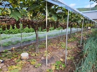 정일선님의 포도 · 영농일지 작성글 사진