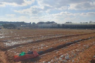 엄기덕님의 기타작물 · 영농일지 작성글 사진