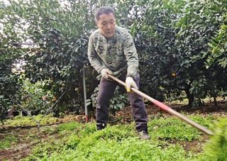 복희네농장(달콤향)님의 귤 · 영농일지 작성글 사진