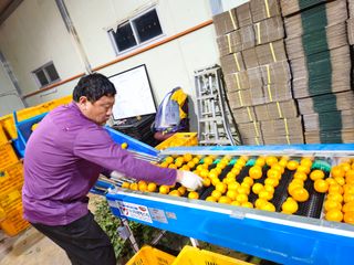 새달귤농장님의 귤 · 영농일지 작성글 사진