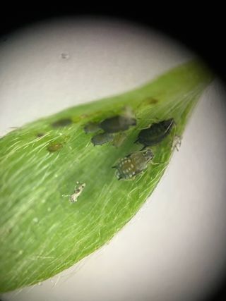 최가현님의 귤 · 영농일지 작성글 사진