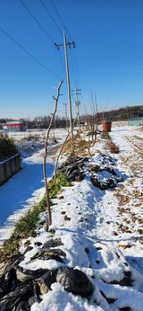 팜모닝 기타작물·영농일지 게시글 이미지