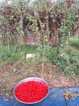 팜모닝 기타작물·영농일지 게시글 이미지