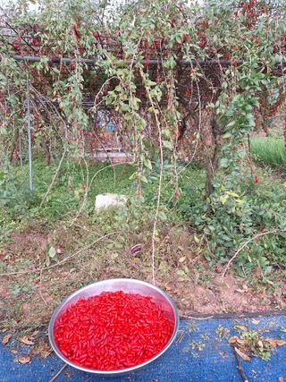 김용환님의 기타작물 · 영농일지 작성글 사진