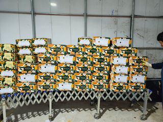 새달귤농장님의 귤 · 영농일지 작성글 사진