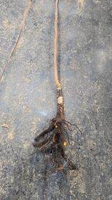 팜모닝 기타작물·영농일지 게시글 이미지