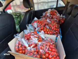 늘햇살팜 님의 기타작물 · 영농일지 작성글 사진