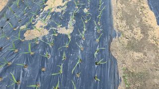 가야산아래촌농님의 기타작물 · 영농일지 작성글 사진