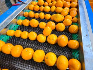 새달귤농장님의 귤 · 영농일지 작성글 사진