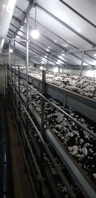 임영택님의 기타작물 · 영농일지 작성글 사진