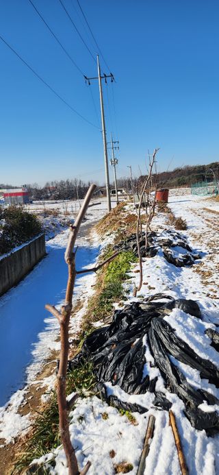 하은와송~♡♡♡~님의 기타작물 · 영농일지 작성글 사진