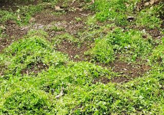 복희네농장(달콤향)님의 귤 · 영농일지 작성글 사진