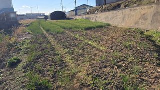 김영한님의 파 · 영농일지 작성글 사진