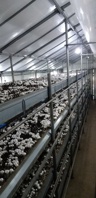 임영택님의 기타작물 · 영농일지 작성글 사진