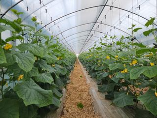 김삼천님의 오이 · 영농일지 작성글 사진