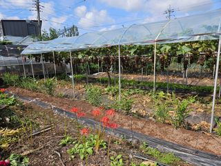 정일선님의 포도 · 영농일지 작성글 사진