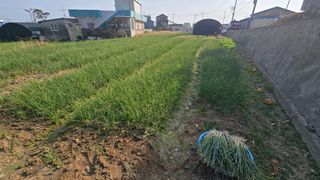 김영한님의 파 · 영농일지 작성글 사진