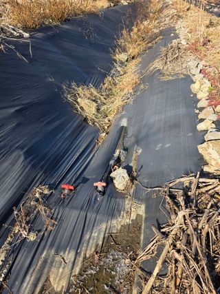 행운아님의 고추 · 영농일지 작성글 사진