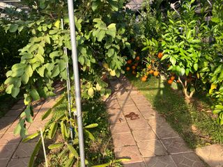 최가현님의 귤 · 영농일지 작성글 사진