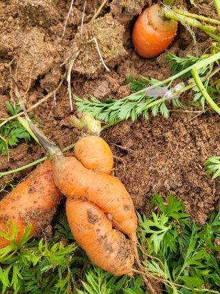 최병우님의 기타작물 · 영농일지 작성글 사진