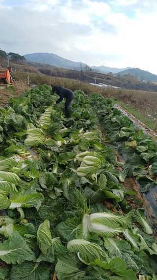 개구리5412님의 기타작물 · 영농일지 작성글 사진