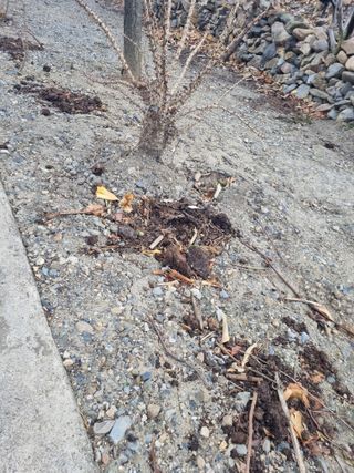 김용대님의 두릅 · 영농일지 작성글 사진