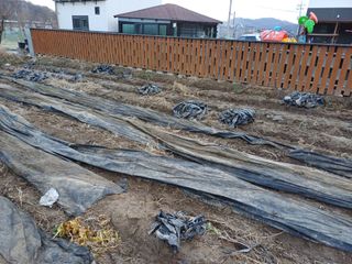 김진현님의 배추 · 영농일지 작성글 사진