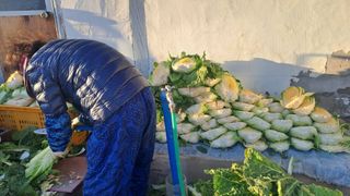 서은숙님의 배추 · 영농일지 작성글 사진