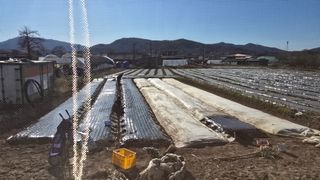 백보승님의 기타작물 · 영농일지 작성글 사진