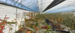 고추22286님의 블루베리 · 영농일지 작성글 사진