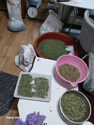 바위돌 심재성님의 복숭아 · 영농일지 작성글 사진