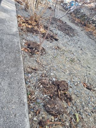 김용대님의 두릅 · 영농일지 작성글 사진