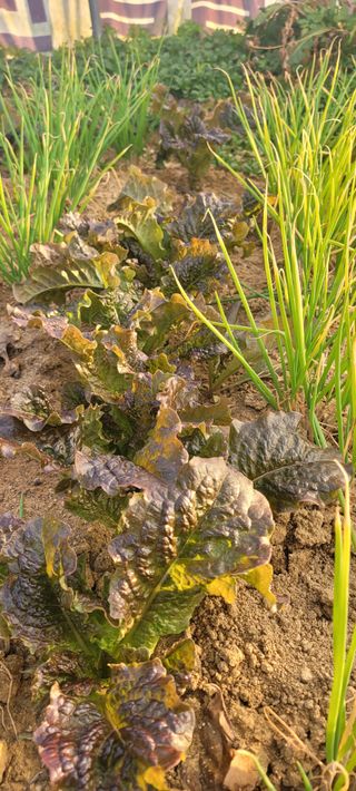 살구15128님의 상추 · 영농일지 작성글 사진