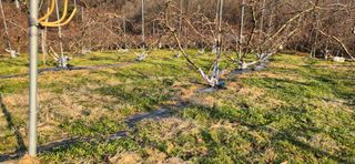 이상윤님의 복숭아 · 영농일지 작성글 사진