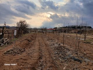 바위돌 심재성님의 복숭아 · 영농일지 작성글 사진