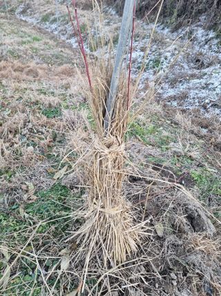 논산푸른팜님의 복숭아 · 영농일지 작성글 사진