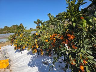 참깨6029님의 귤 · 영농일지 작성글 사진