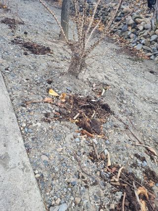 김용대님의 두릅 · 영농일지 작성글 사진