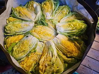 연모 자연의행복님의 배추 · 영농일지 작성글 사진