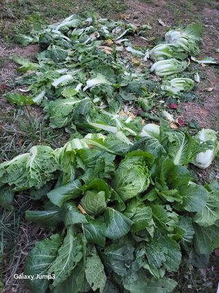 이효순님의 배추 · 영농일지 작성글 사진