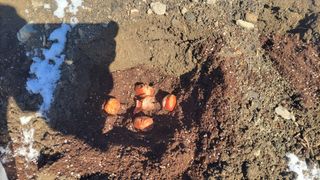 김홍중님의 기타작물 · 영농일지 작성글 사진