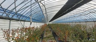 고추22286님의 블루베리 · 영농일지 작성글 사진