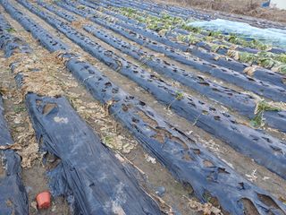 김진현님의 배추 · 영농일지 작성글 사진