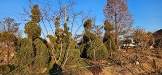 나무의인생과삶님의 기타작물 · 영농일지 작성글 사진