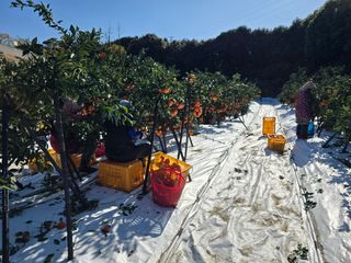 참깨6029님의 귤 · 영농일지 작성글 사진