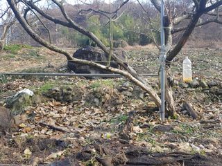 박춘성님의 감 · 영농일지 작성글 사진