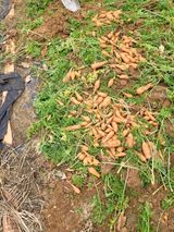 팜모닝 기타작물·영농일지 게시글 이미지