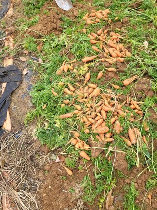 최병우님의 기타작물 · 영농일지 작성글 사진