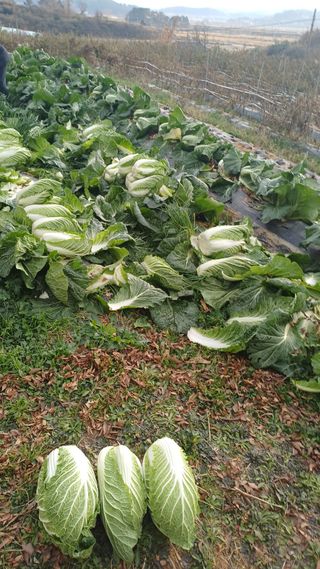 개구리5412님의 기타작물 · 영농일지 작성글 사진