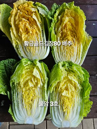 연모 자연의행복님의 배추 · 영농일지 작성글 사진